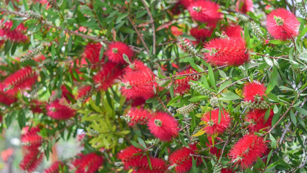 Callistemon citrinus (Callistemon, bottlebrushes) flowers