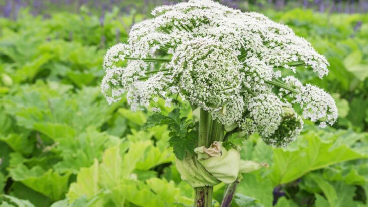 15 Invasive Plants to Get Out of the Yard ASAP 
