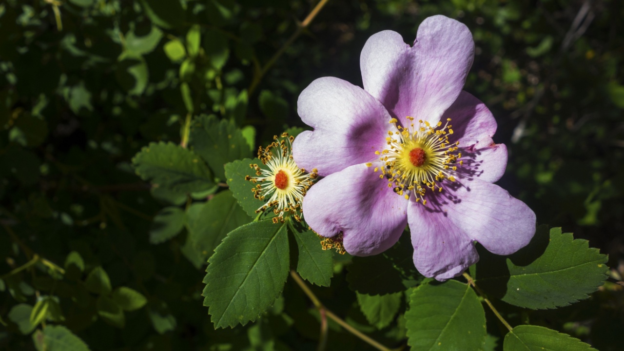 Virginia Rose (Rosa Virginiana) Wildflower with pink color petals and green leafs background blooming in Sooke Potholes Provincial Park on Vancouver Island