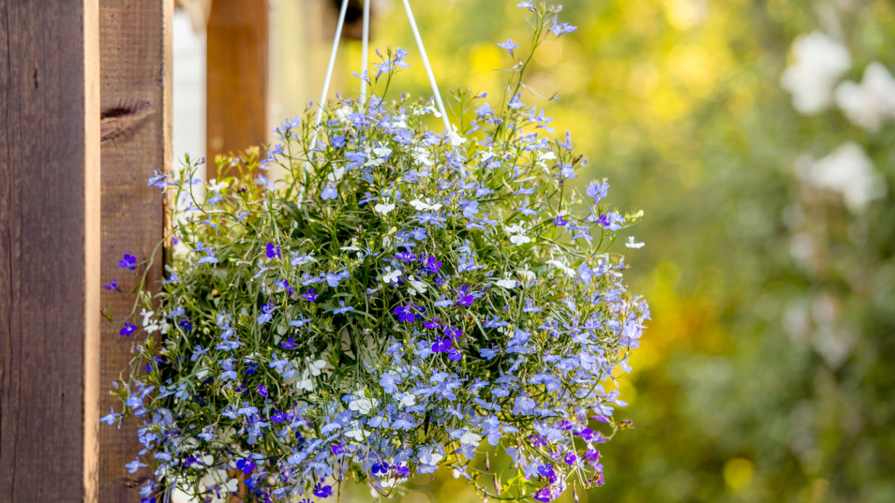 Lobelia erinus flower (edging lobelia, garden lobelia or trailing lobelia) hanging on iron wall hanging flower plant pot bracket outdoors in garden in beautiful sunny summer evening.