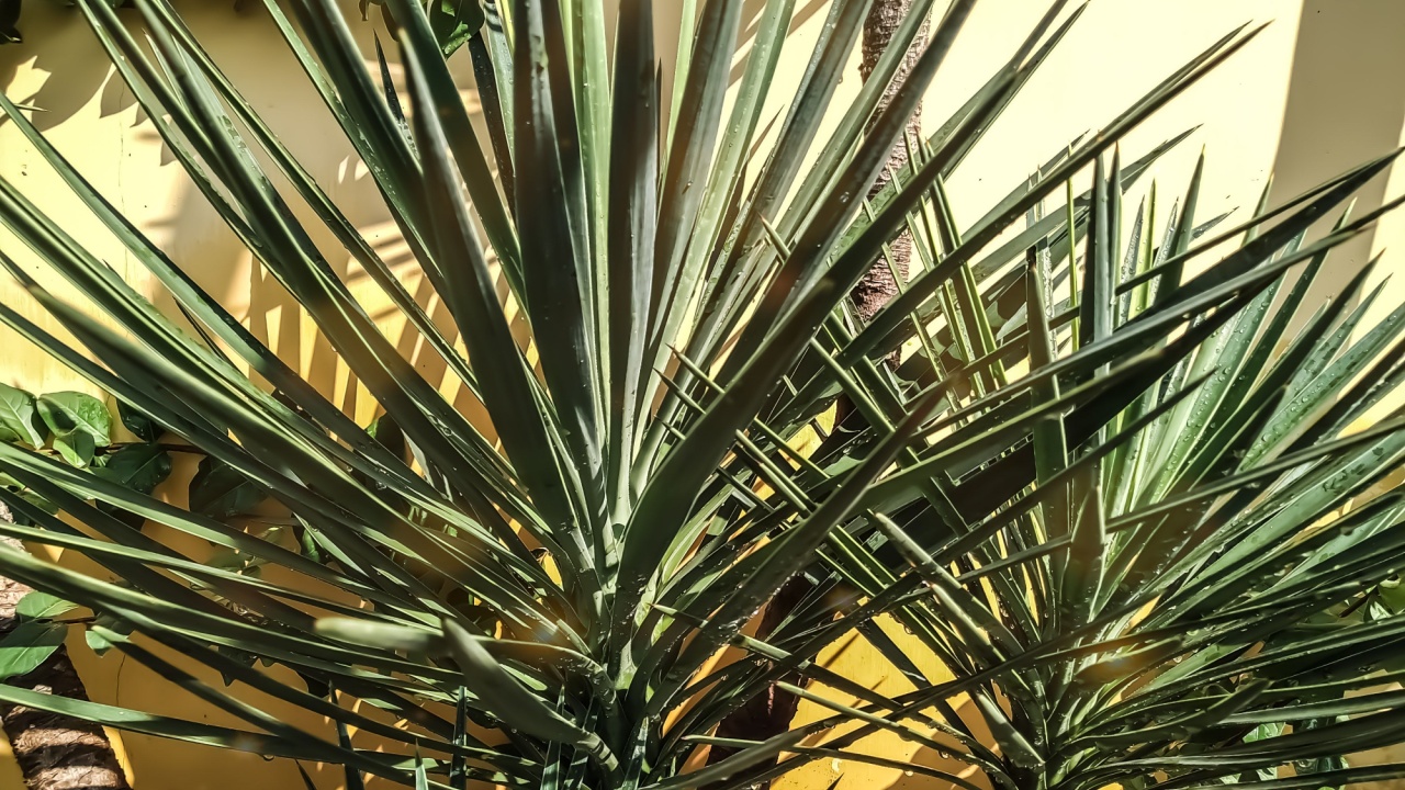 green leaf of Yucca aloifolia, commonly known as Spanish dagger tree, in light of morning sun.
