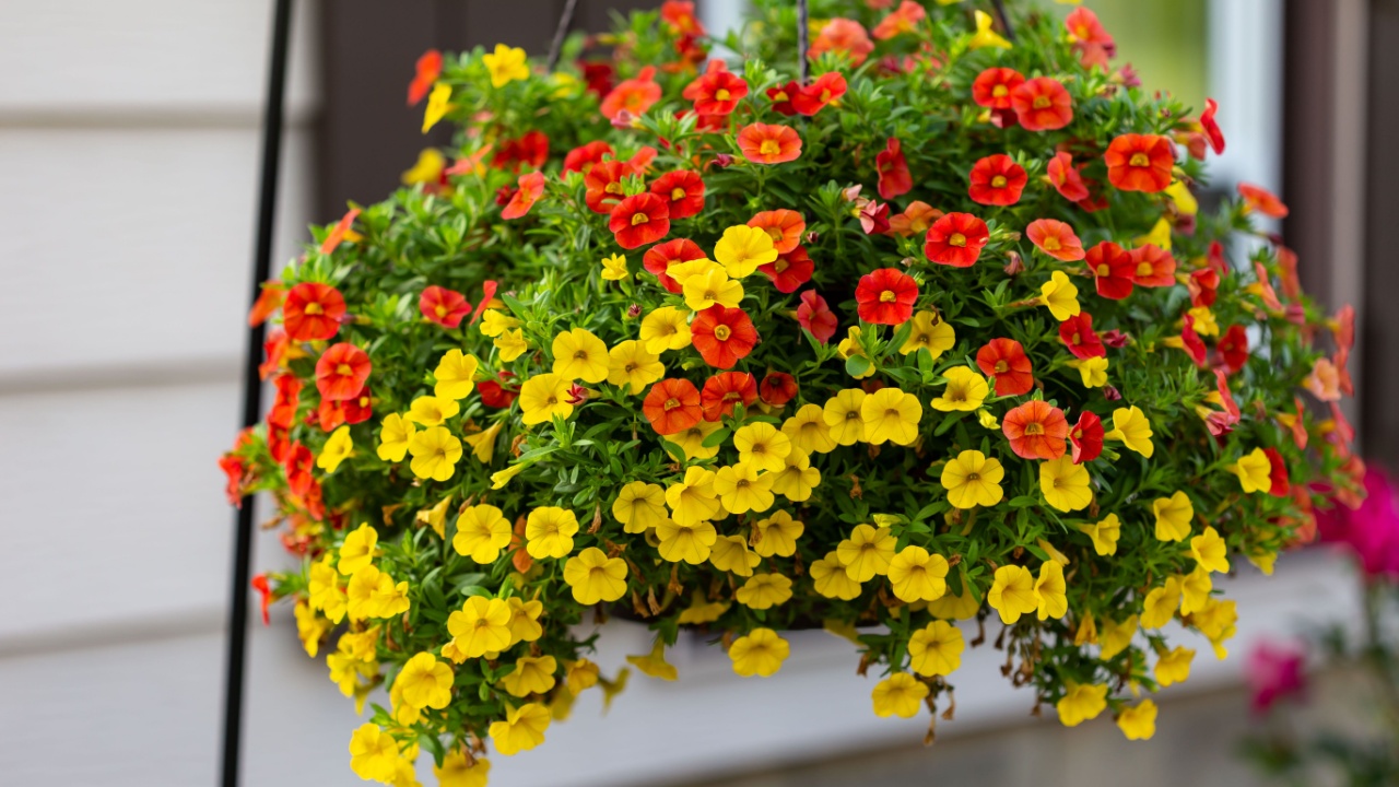 a wide view of a hanging basket of million bells flowers