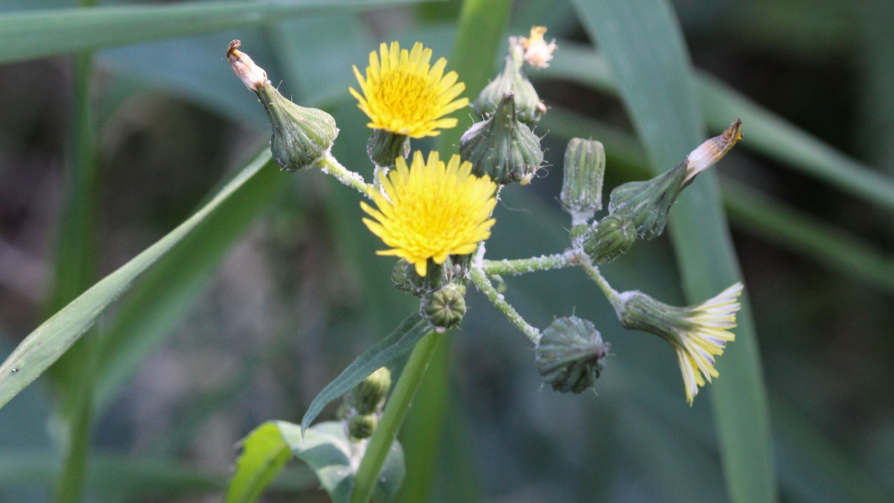 close up of Sonchus asper, also commonly known as the prickly sow-thistle, rough milk thistle, spiny sowthistle, sharp-fringed sow thistle, or spiny-leaved sow thistle