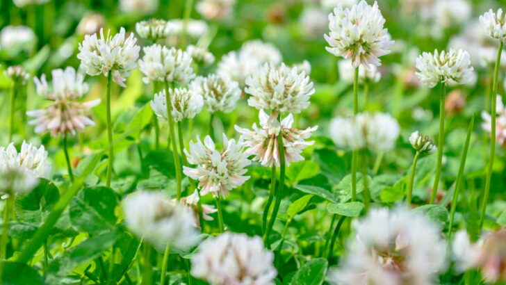 Don’t Pick That! 20 Weeds You Shouldn’t Get Rid Of