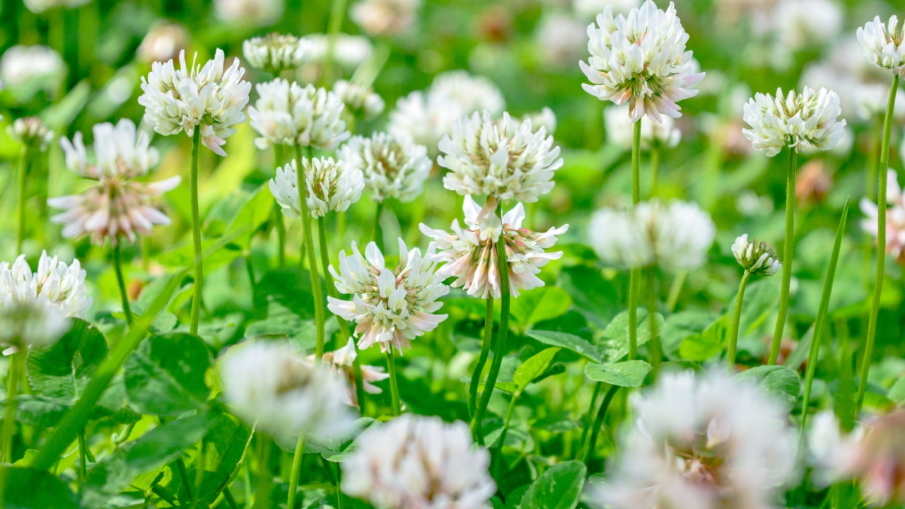 White clover aka Trifolium repens in grass on summer meadow. Close up of shamrock flower in green blurred background. Nectar source flowering plant