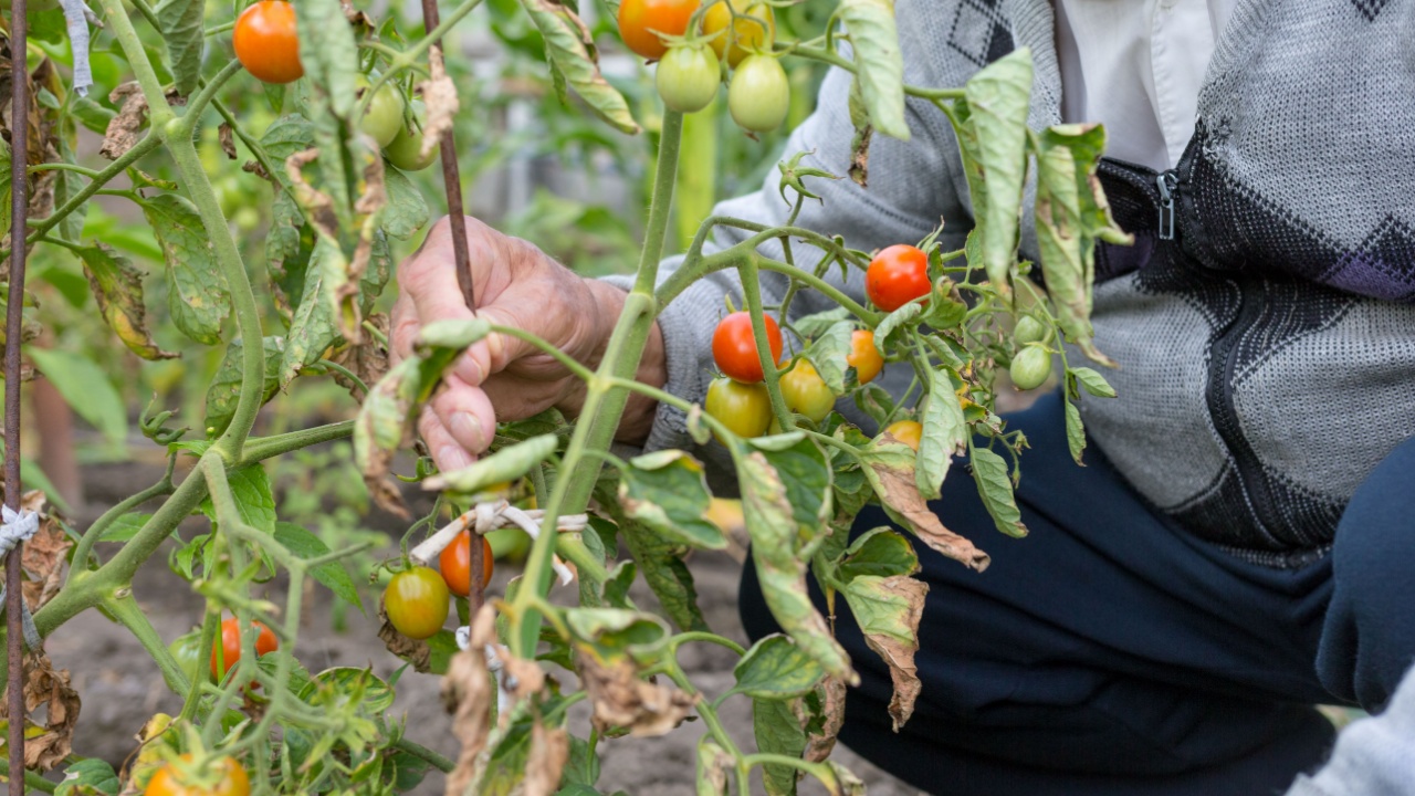 Old farmer in garden among tomato bushes. Checks the crop.