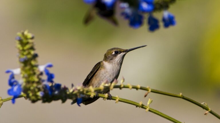 ruby throated hummingbird