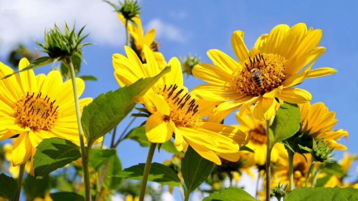 24 Plants That Thrive in Poor Soil 