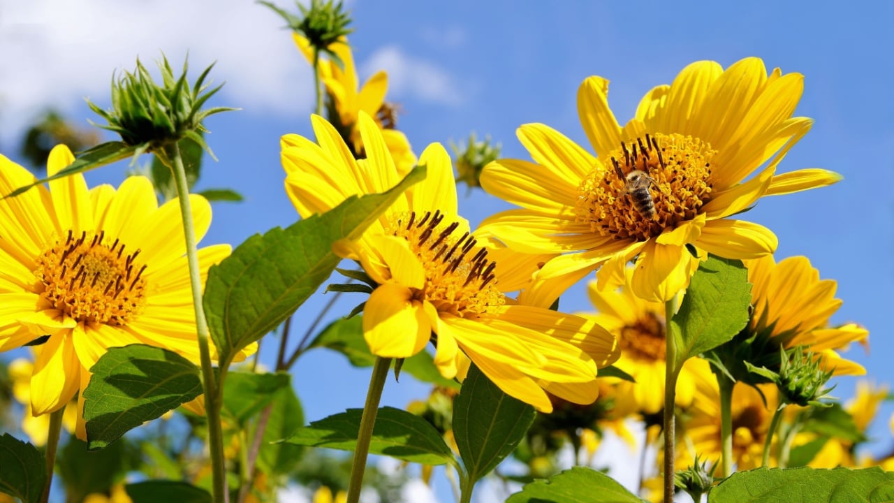 perennial shrub sunflower ten-petals sunflower helianthus decapetalus meteor on blue sky background