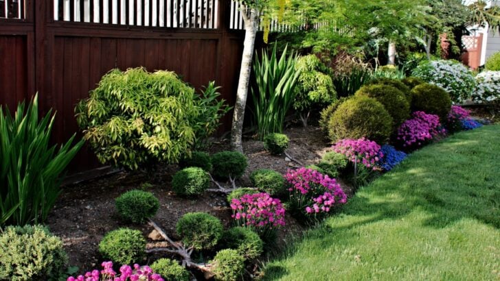 15 Shrubs That Give Your Landscape Definition