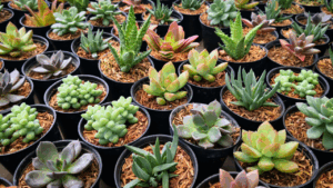 topview alot of succulent plant "Echeveria parva" (Crassulaceae family) ,cactus in pot at garden for sale.The cactus is growing.Thailand.