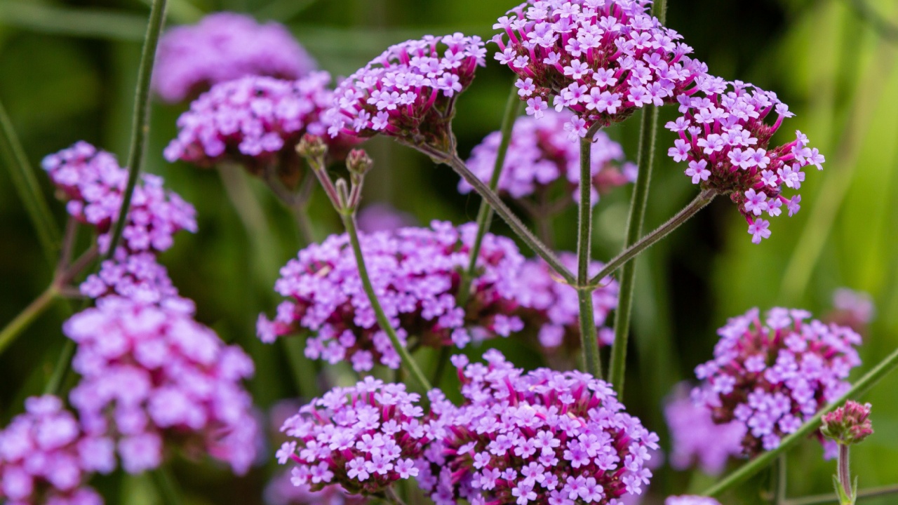 Verbena bonariensis flowers (Argentinian Vervain or Purpletop Vervain, Clustertop Vervain, Tall Verbena, Pretty Verbena) in garden