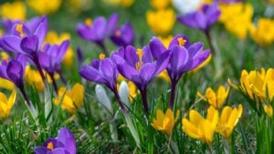 Field of flowering crocus vernus plants, group of bright colorful early spring flowers in bloom, beautiful ornamental springtime garden