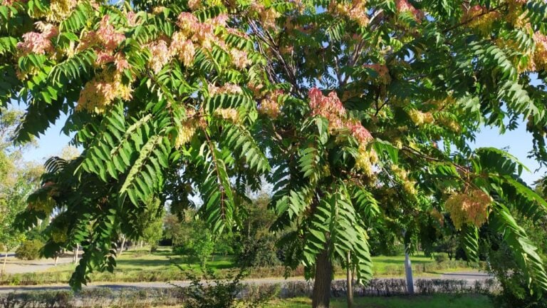 A very beautiful tree breed Chinese ash on a background of blue sky and white clouds. ( Ailanthus altissima swingle)