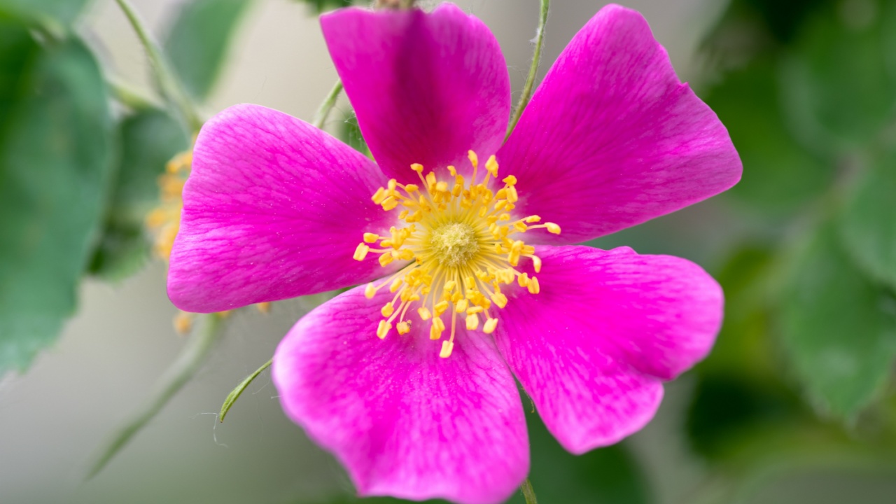 Wild Rose, this rose is the Alberta provincial floral emblem,also known as the, Prickly rose, (Rosa acicularis) , a very fragrant flower. Pink wild rose flower closeup, natural background.