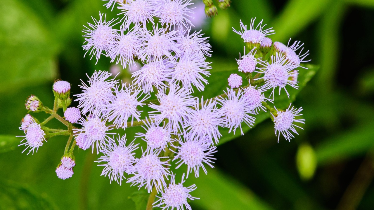 Blue Mistflower plant in bloom