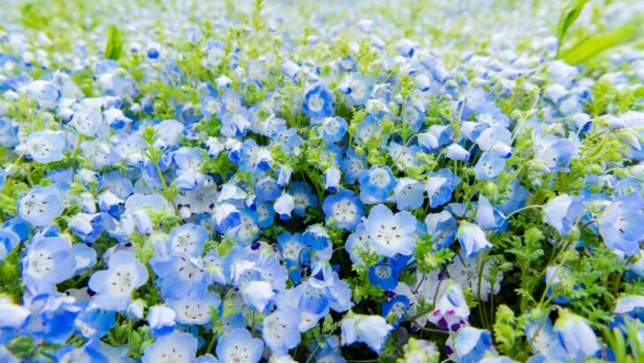18 Blue and White Flowers for Striking Contrast in Any Garden