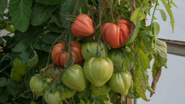 15 Best-Tasting Tomatoes from the Garden to Your Kitchen
