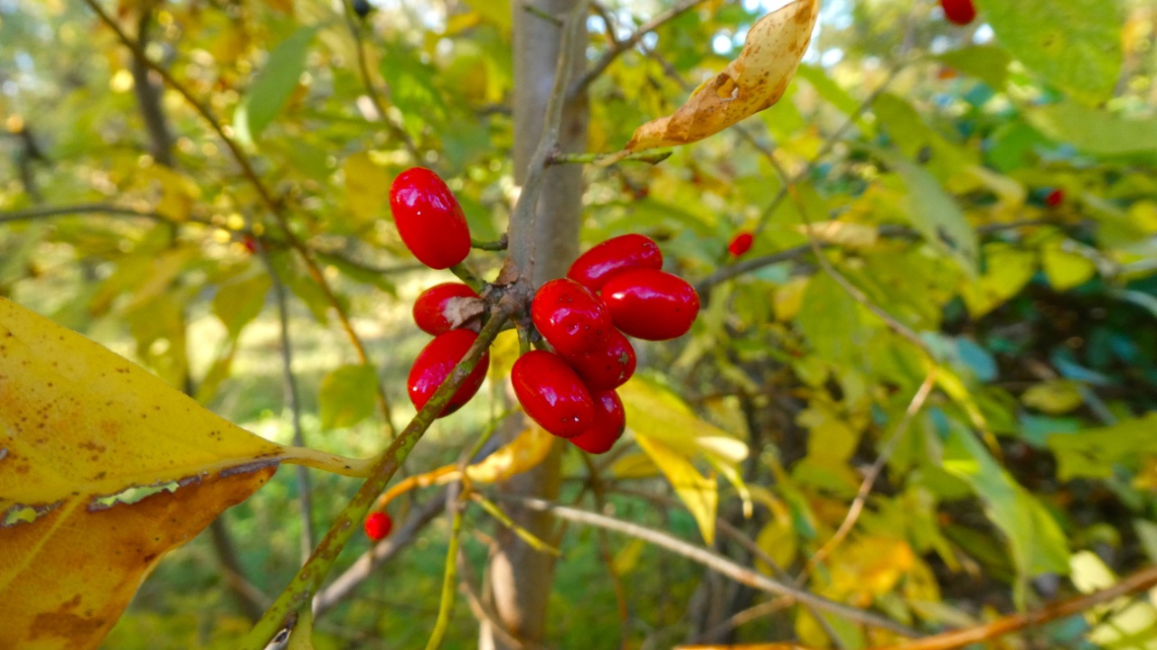 Closeup of a cluster of bright red berries on a spicebush (Lindera Benzoin) plant.