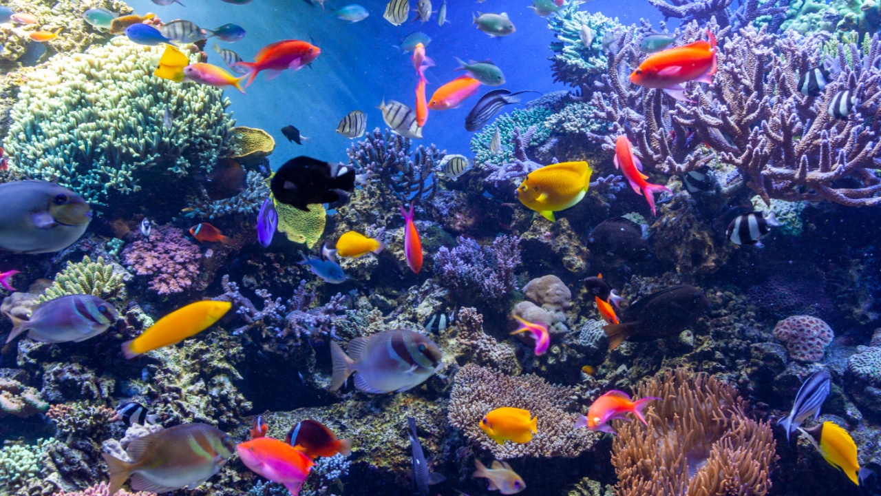 colorful tropical fish and coral