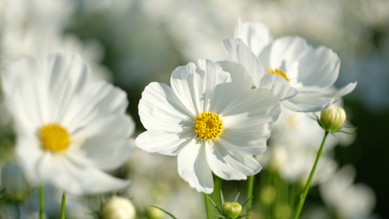 Closeup White Cosmos flowers (Cosmos Bipinnatus) in the garden