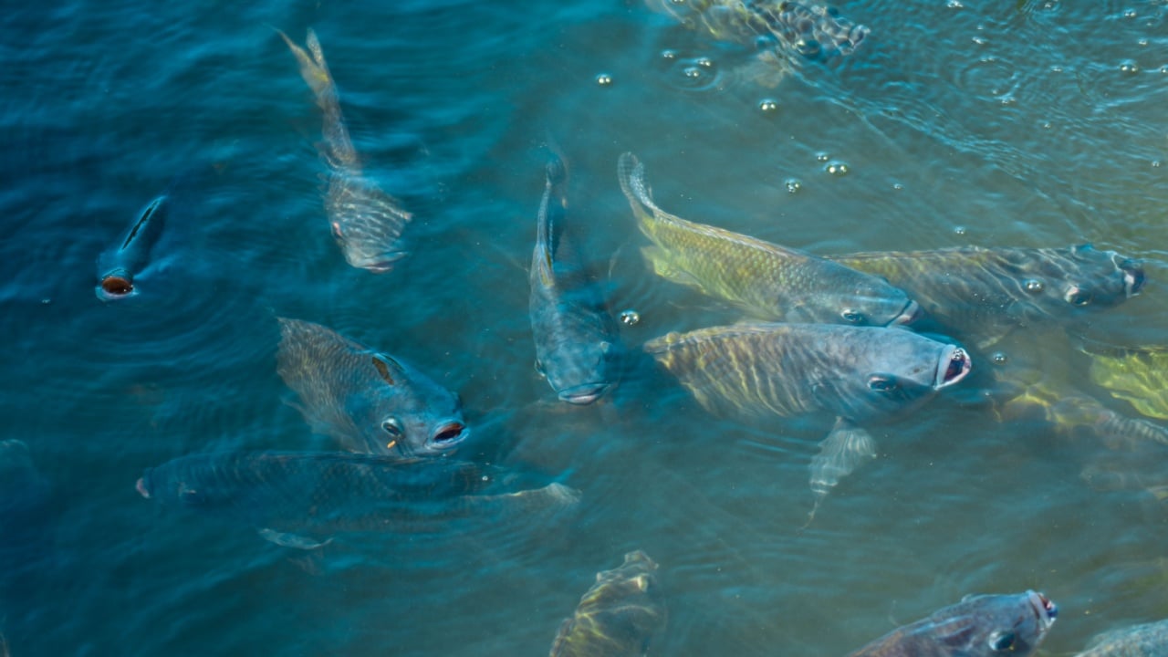 Tilapia in the green water is rising, waiting under the water surface, waiting for the pellet feeding.
