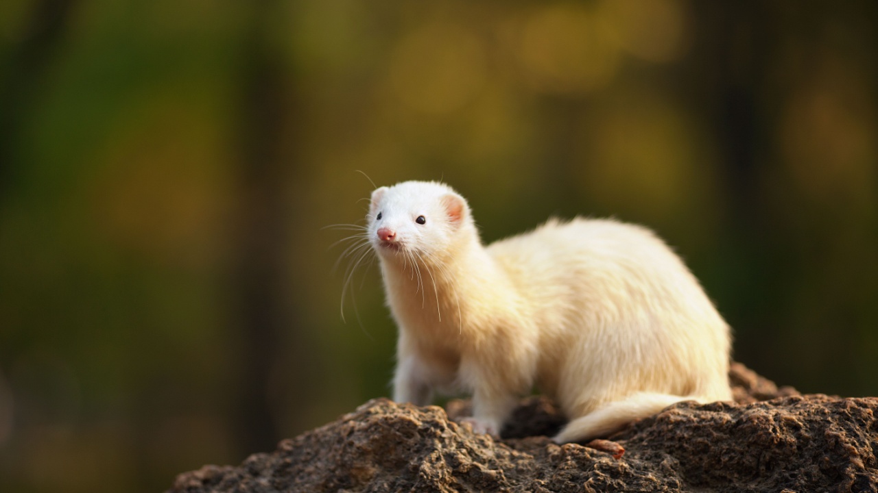 Horizontal photo of one ferret, with white hair, standing on a rock outdoor in a forest.