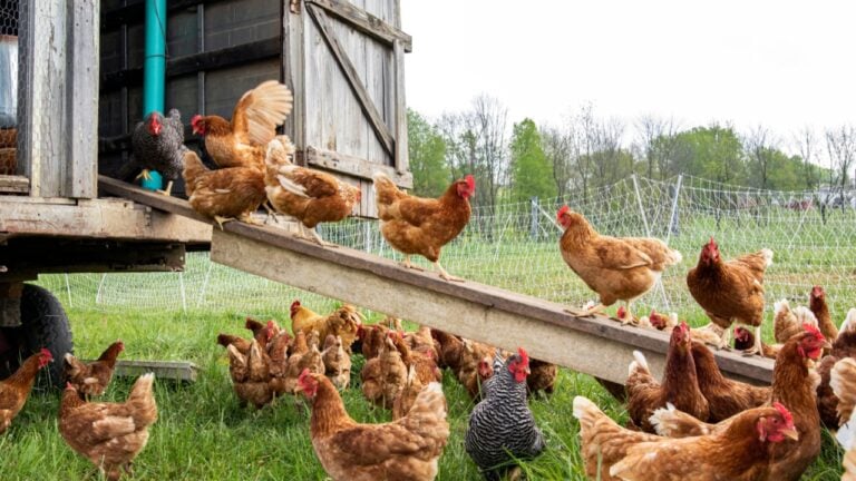 Free Range Chickens Enjoying Outside