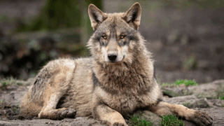 gray wolf
