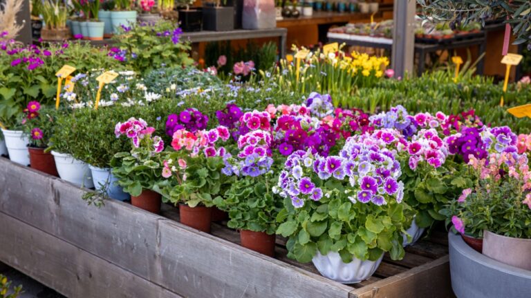 Variety of beautiful spring primroses flowers - primula polyanthus or Perennial primrose in the garden shop at spring season.