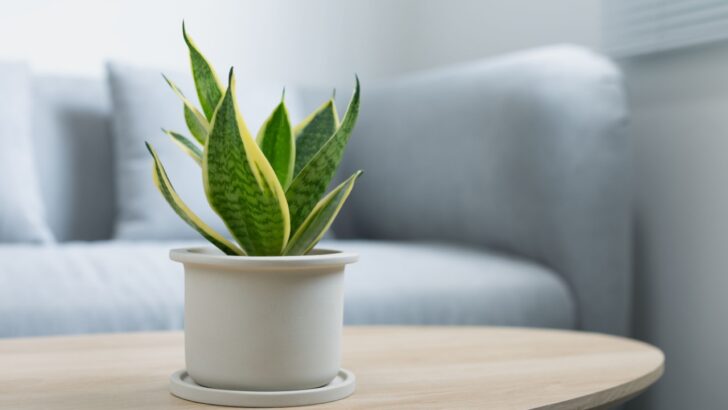 18 Houseplants That Set a Healthy Vibe at Home