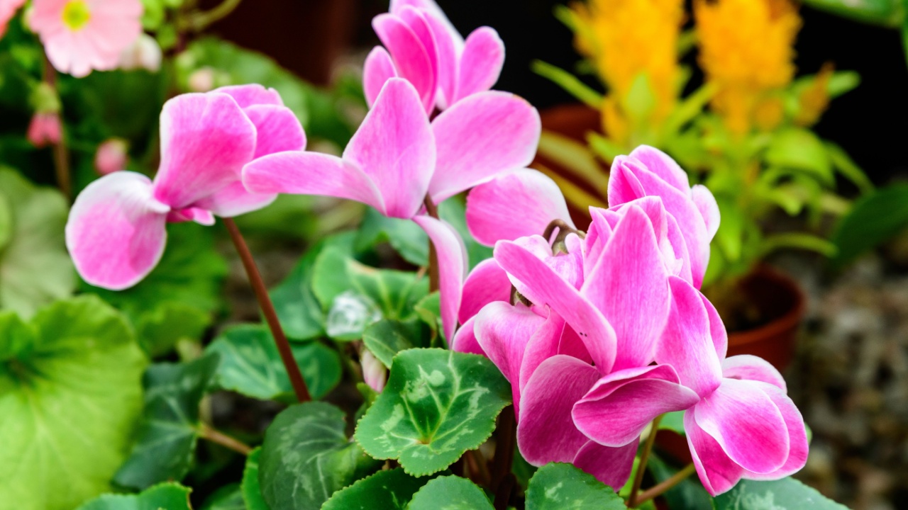 Close up of delicate small vivid pink flowers of Cyclamen persicum, commonly known as Persian or florist's cyclamen, in a pot in a garden in a sunny summer day, floral background in soft focus