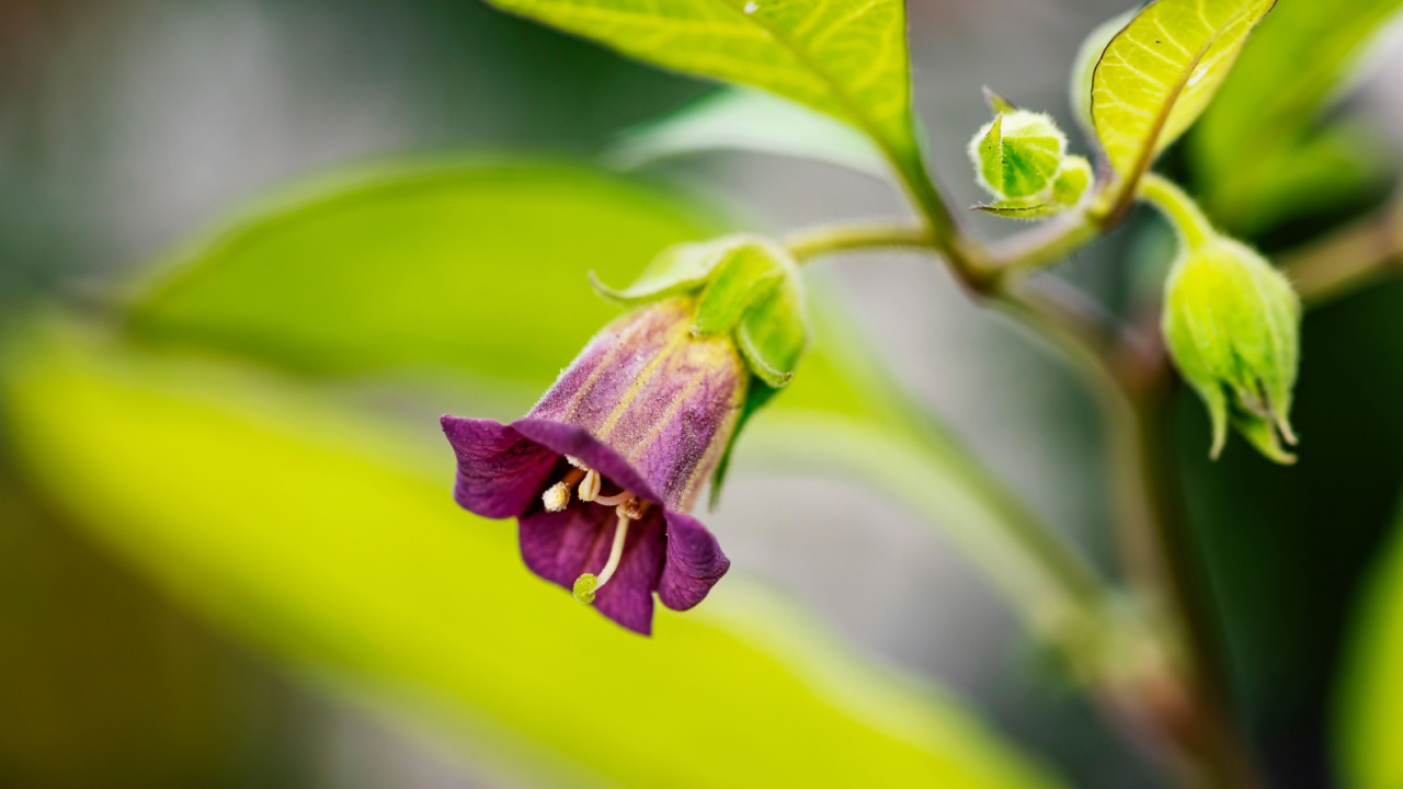 The flower of the Atropa belladonna.