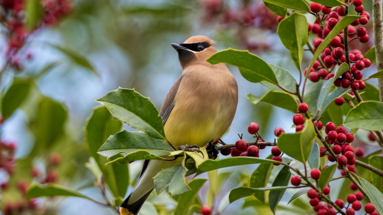 Beautiful Cedar Waxwing Perched in American Holly Tree in Louisiana in Early March