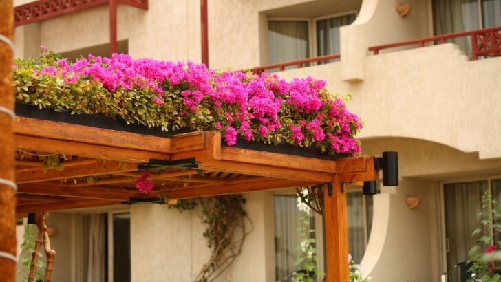 15 Trellis Ideas to Give a Garden More Room to Grow