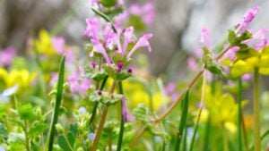 Pretty flowers of henbit (Lamium amplexicaule) in spring