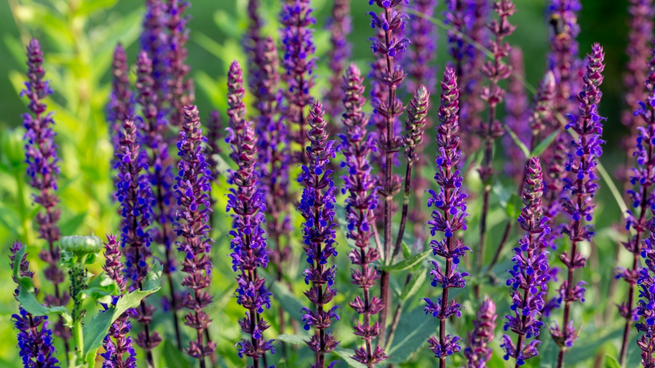 Background or Texture of Salvia nemorosa 'Caradonna' Balkan Clary in a Country Cottage Garden in a romantic rustic style.