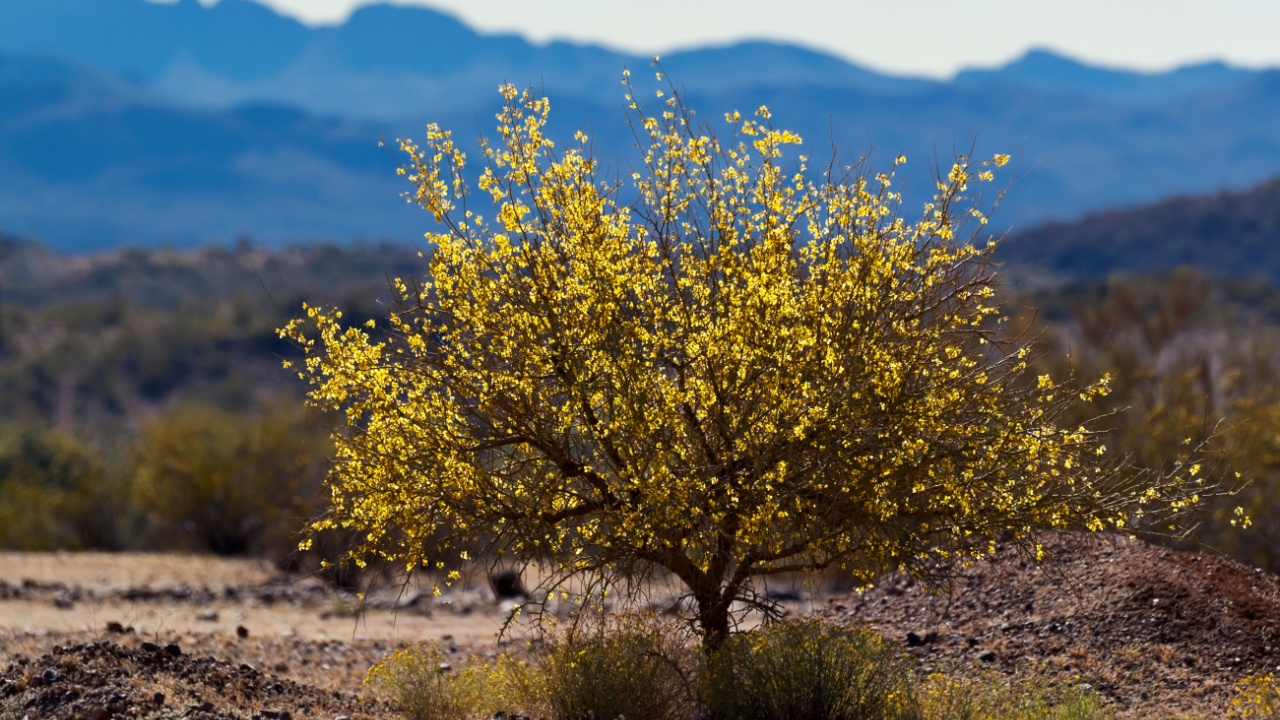 Backlit Palo Verde tree in bloom in the Sonoran Desert