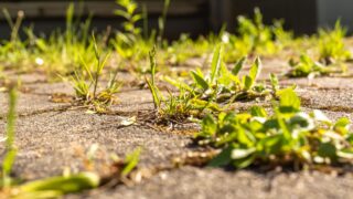 weed on a street in the spring