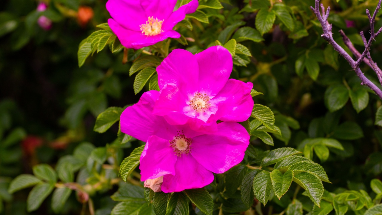 Pink roses Rosaceae Rosa Nitida
