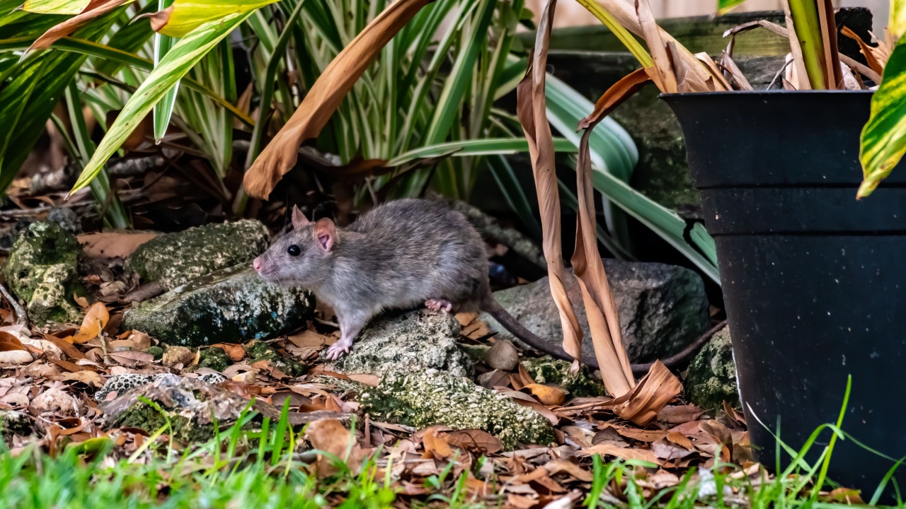 Rat with a long tail in a neighborhood back yard - Florida