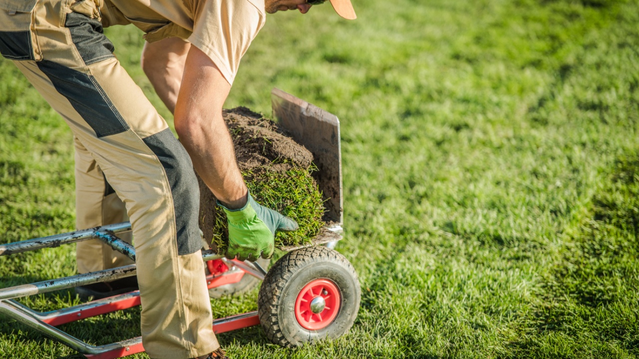 Caucasian Male Gardener Loads Left Over Rolls Of Sod On Wheeled Moving Dolly.