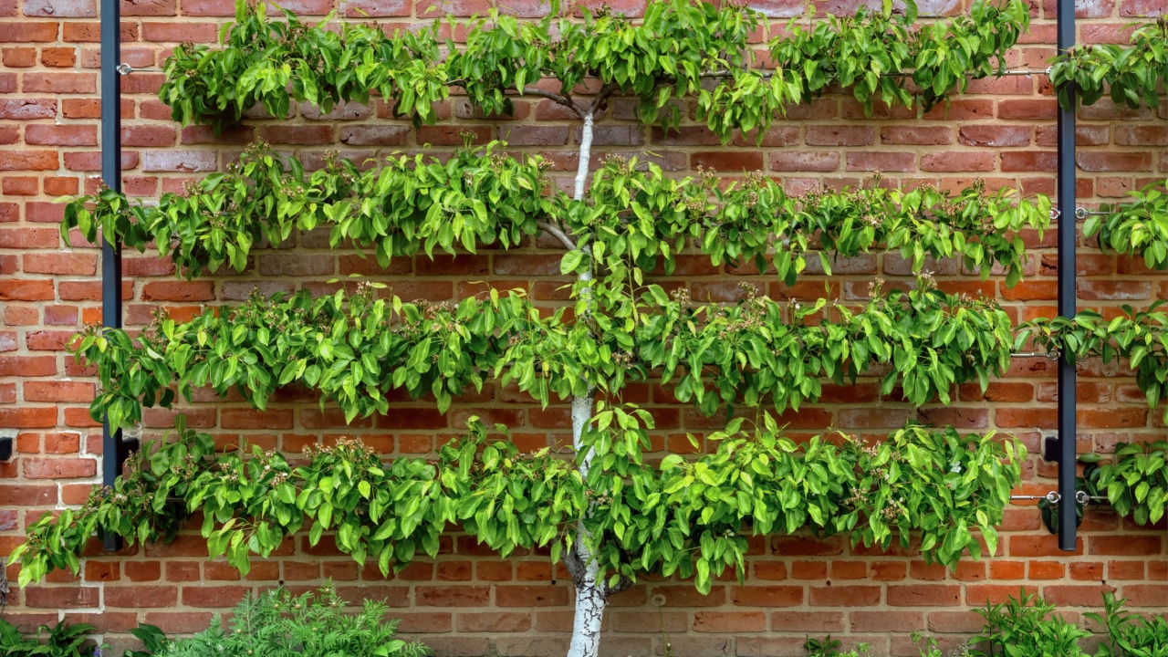 Espalier Apple Tree Against A Red Brick Wall