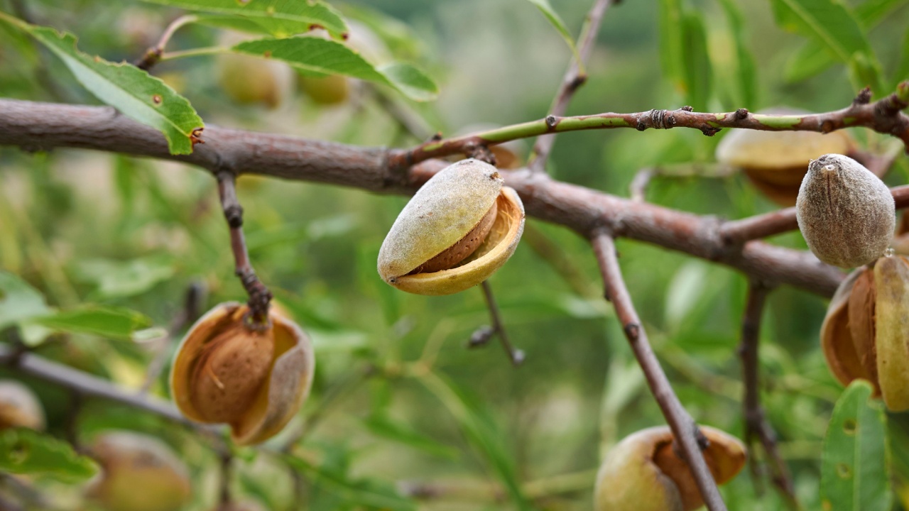 Prunus dulcis branch close up with fresh almonds