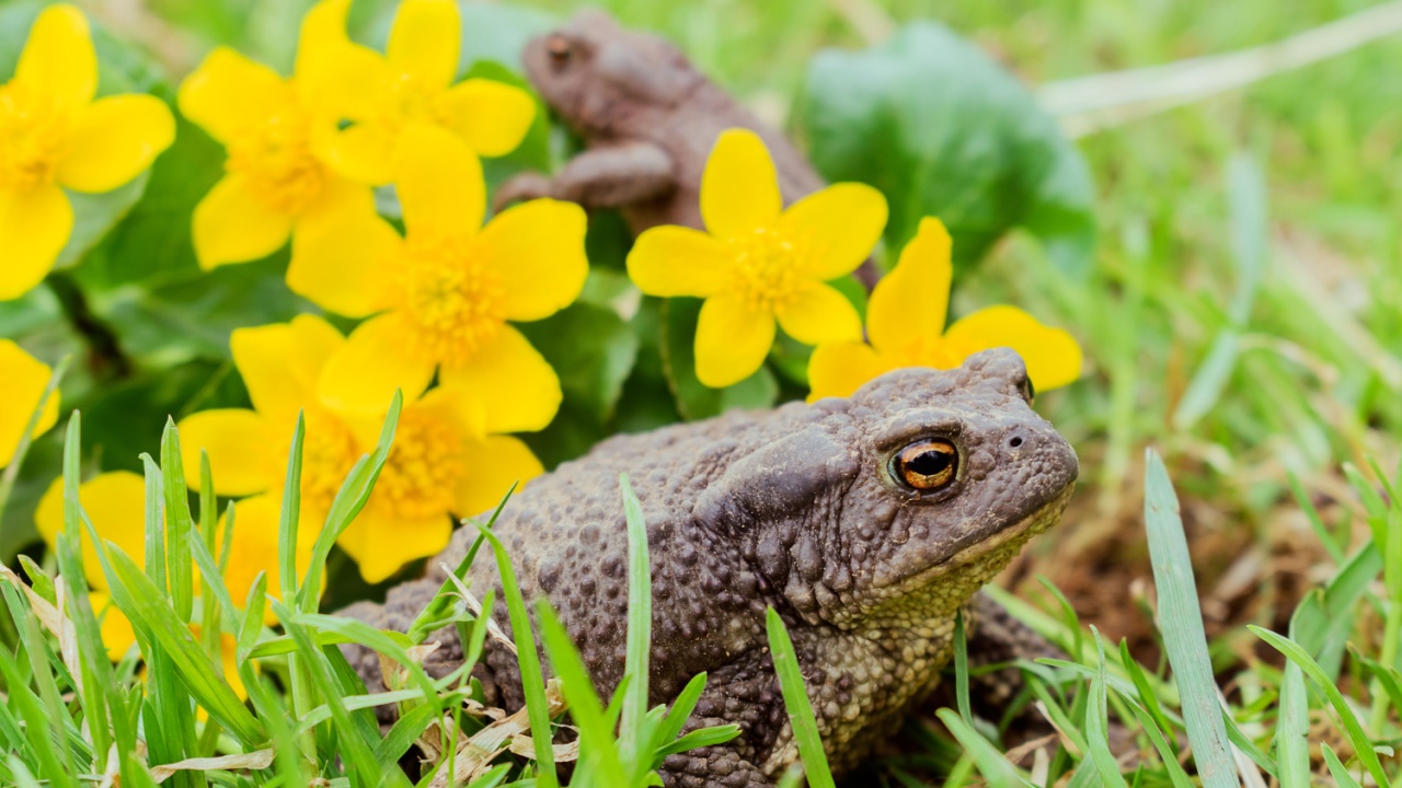Toad close up sitting in the grass,little toad in the background.Selective focus,side view