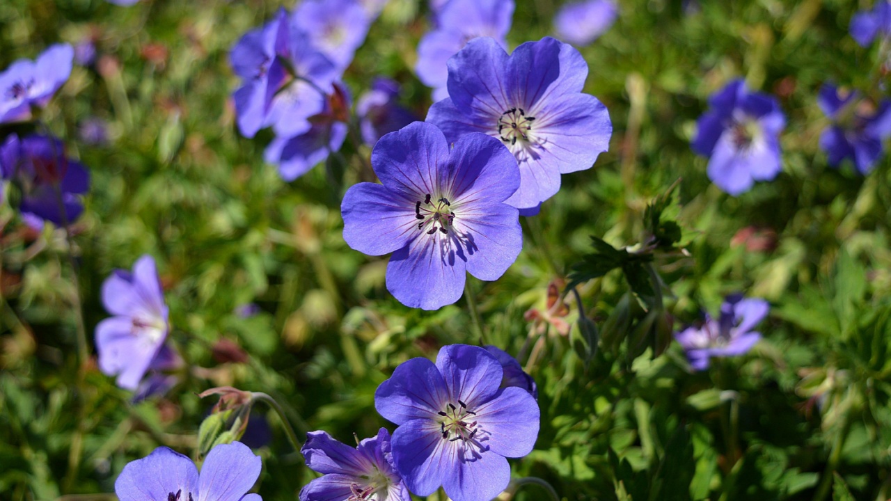 Blooming perennial blue flowers of Geranium hybride Rozanne close-up. Photo for the catalog of plants of the garden center or plant nursery. Sale of green space.