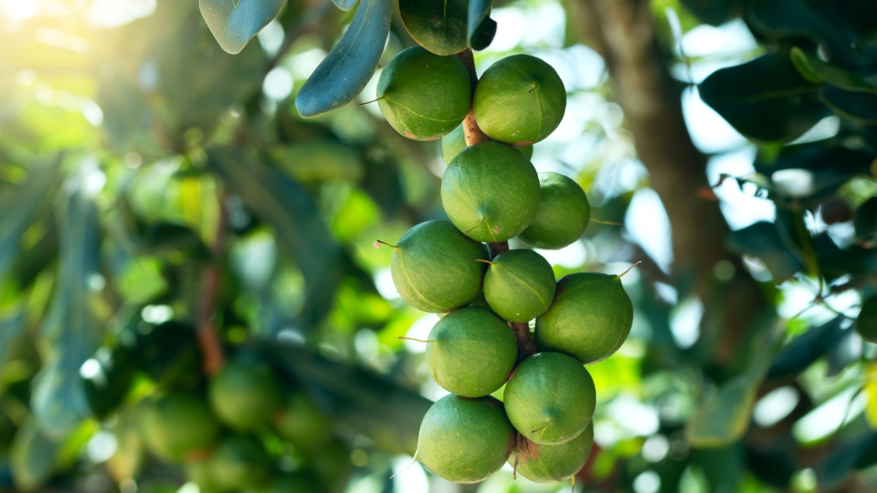 Raw of Macadamia integrifolia or Macadamia nut hanging on plant.