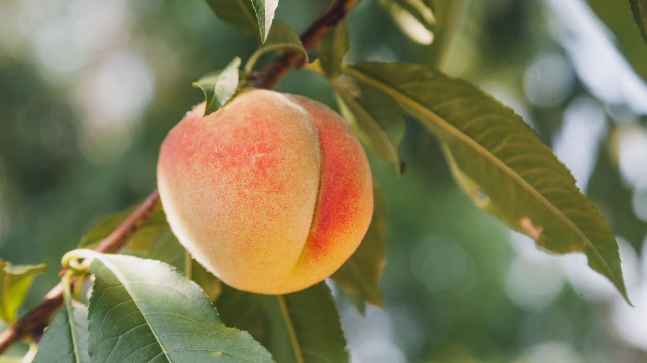 Harvest peaches. One delicious ripe peach hanging on a peach tree branch with green leaves