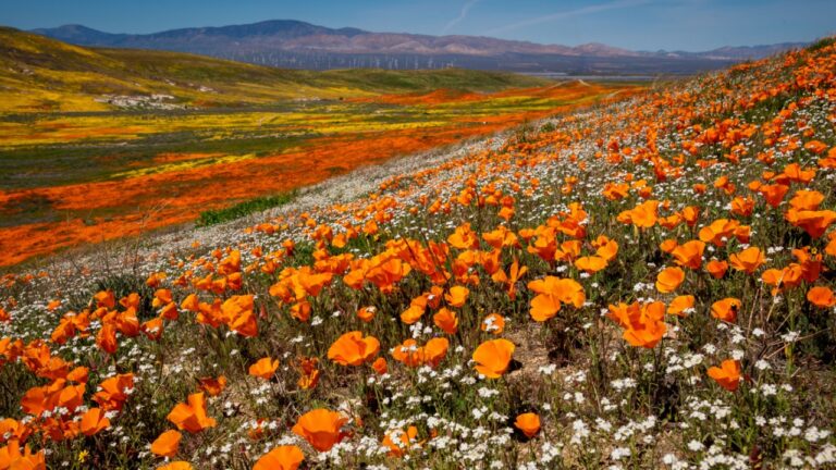 California iconic poppy field: Antelope Valley California Poppy Reserve State Natural Reserve, the wildflower bloom generally occurs from mid-March through April The orange and yellow California poppy