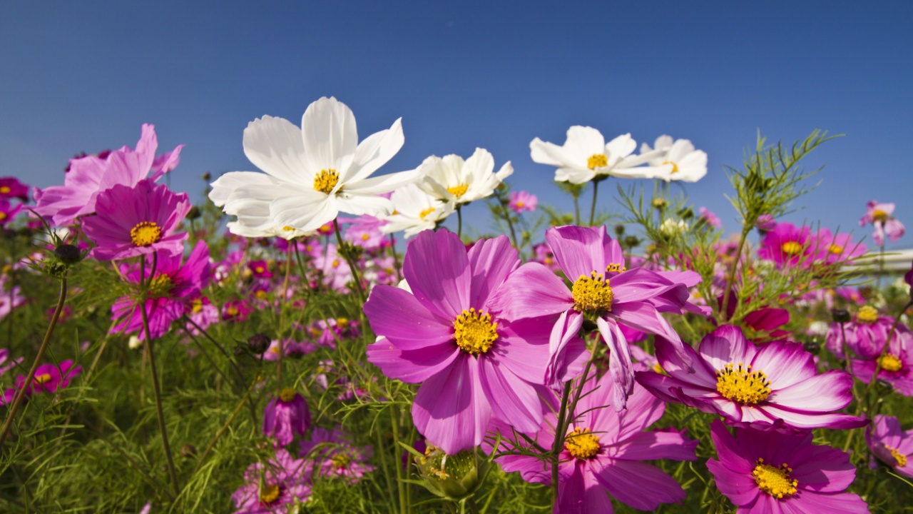 beautiful group field of bloom flowers Cosmos bipinnatus against clear blue sky